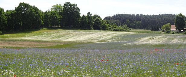 Blumenwiese vor einem Wald. Foto: Bundesnetzagentur