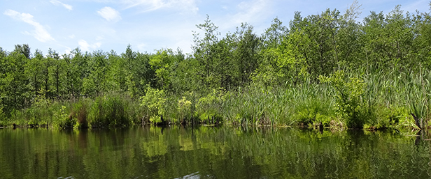 Landschaft mit See und Wald