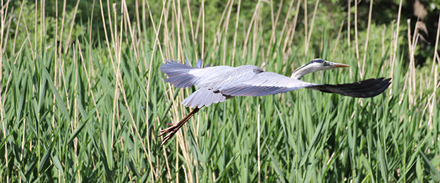 fliegender Reiher. Foto: Bundesnetzagentur