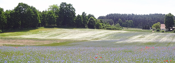 Blumenwiese vor einem Wald. Foto: Bundesnetzagentur
