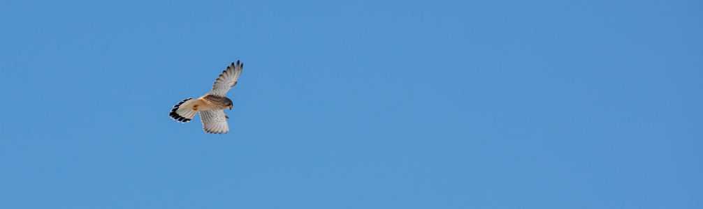 Greifvogel auf Beutesuche Greifvogel auf Beutesuche